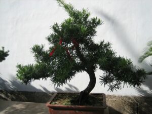 Kina, bonsai